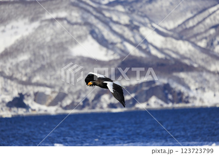 海の王者 流氷の使者 オオワシ 北海道目梨郡羅臼町にて撮影 海の王者 流氷の使者 オオワシ 北海道目梨郡羅臼町にて撮影 123723799