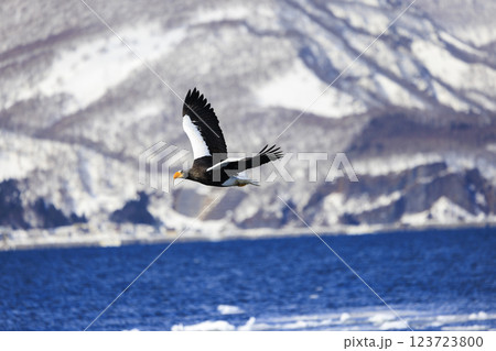 海の王者 流氷の使者 オオワシ 北海道目梨郡羅臼町にて撮影 海の王者 流氷の使者 オオワシ 北海道目梨郡羅臼町にて撮影 123723800