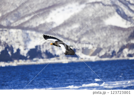海の王者 流氷の使者 オオワシ 北海道目梨郡羅臼町にて撮影 123723801