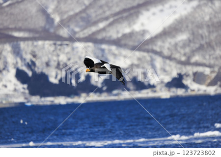 海の王者 流氷の使者 オオワシ 北海道目梨郡羅臼町にて撮影 123723802