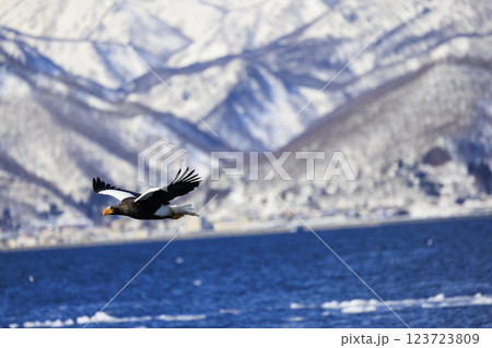 海の王者 流氷の使者 オオワシ 北海道目梨郡羅臼町にて撮影 海の王者 流氷の使者 オオワシ 北海道目梨郡羅臼町にて撮影 123723809