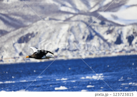 海の王者 流氷の使者 オオワシ 北海道目梨郡羅臼町にて撮影 海の王者 流氷の使者 オオワシ 北海道目梨郡羅臼町にて撮影 123723815