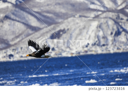 海の王者 流氷の使者 オオワシ 北海道目梨郡羅臼町にて撮影 123723816