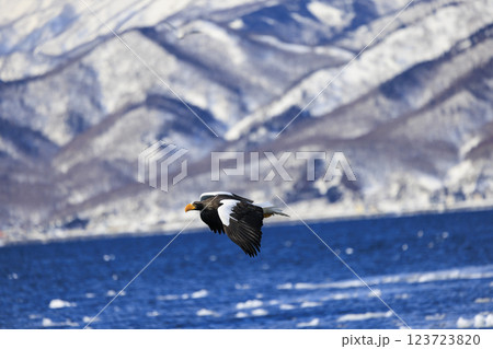 海の王者 流氷の使者 オオワシ 北海道目梨郡羅臼町にて撮影 海の王者 流氷の使者 オオワシ 北海道目梨郡羅臼町にて撮影 123723820