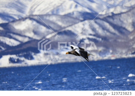 海の王者 流氷の使者 オオワシ 北海道目梨郡羅臼町にて撮影 123723823