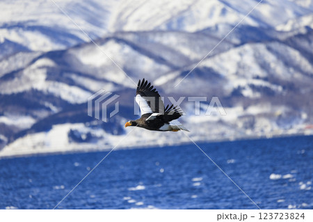 海の王者 流氷の使者 オオワシ 北海道目梨郡羅臼町にて撮影 123723824