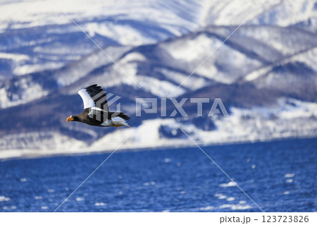海の王者 流氷の使者 オオワシ 北海道目梨郡羅臼町にて撮影 海の王者 流氷の使者 オオワシ 北海道目梨郡羅臼町にて撮影 123723826