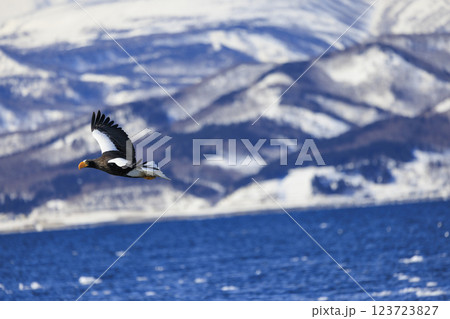 海の王者 流氷の使者 オオワシ 北海道目梨郡羅臼町にて撮影 123723827