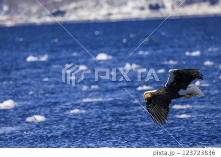 海の王者 流氷の使者 オオワシ 北海道目梨郡羅臼町にて撮影 123723836