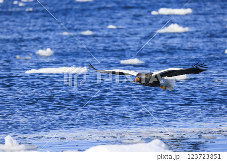 海の王者 流氷の使者 オオワシ 北海道目梨郡羅臼町にて撮影 海の王者 流氷の使者 オオワシ 北海道目梨郡羅臼町にて撮影 123723851