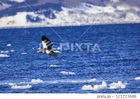 海の王者 流氷の使者 オオワシ 北海道目梨郡羅臼町にて撮影 123723886