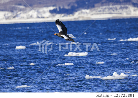 海の王者 流氷の使者 オオワシ 北海道目梨郡羅臼町にて撮影 123723891