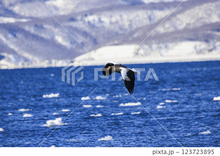 海の王者 流氷の使者 オオワシ 北海道目梨郡羅臼町にて撮影 123723895
