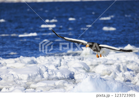 海の王者 流氷の使者 オオワシ 北海道目梨郡羅臼町にて撮影 123723905