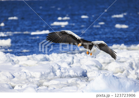 海の王者 流氷の使者 オオワシ 北海道目梨郡羅臼町にて撮影 海の王者 流氷の使者 オオワシ 北海道目梨郡羅臼町にて撮影 123723906