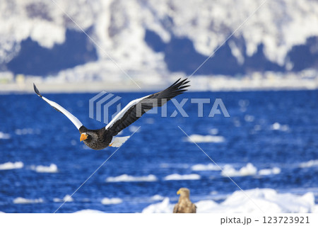 海の王者 流氷の使者 オオワシ 北海道目梨郡羅臼町にて撮影 123723921