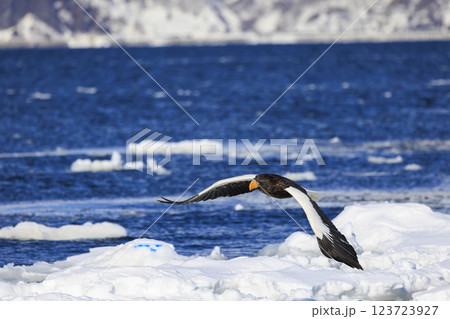海の王者 流氷の使者 オオワシ 北海道目梨郡羅臼町にて撮影 海の王者 流氷の使者 オオワシ 北海道目梨郡羅臼町にて撮影 123723927