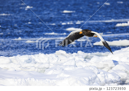 海の王者 流氷の使者 オオワシ 北海道目梨郡羅臼町にて撮影 海の王者 流氷の使者 オオワシ 北海道目梨郡羅臼町にて撮影 123723930