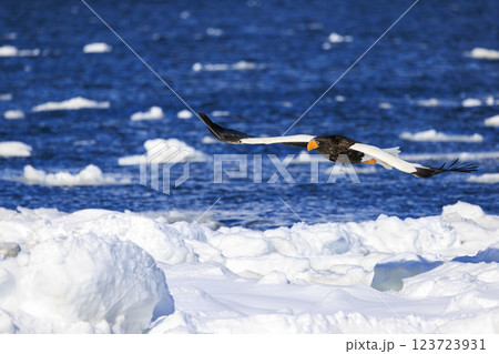 海の王者 流氷の使者 オオワシ 北海道目梨郡羅臼町にて撮影 123723931