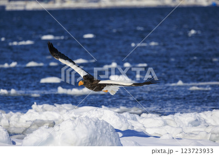 海の王者 流氷の使者 オオワシ 北海道目梨郡羅臼町にて撮影 海の王者 流氷の使者 オオワシ 北海道目梨郡羅臼町にて撮影 123723933