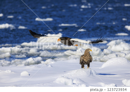 海の王者 流氷の使者 オオワシ 北海道目梨郡羅臼町にて撮影 123723934