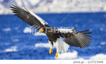 海の王者 流氷の使者 オオワシ 北海道目梨郡羅臼町にて撮影 海の王者 流氷の使者 オオワシ 北海道目梨郡羅臼町にて撮影 123723946