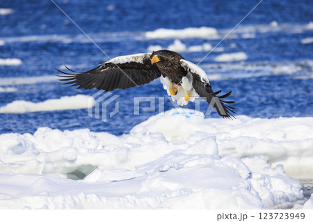海の王者 流氷の使者 オオワシ 北海道目梨郡羅臼町にて撮影 海の王者 流氷の使者 オオワシ 北海道目梨郡羅臼町にて撮影 123723949