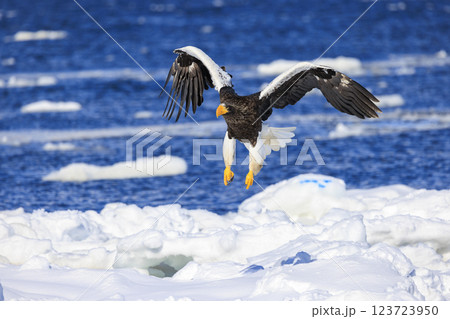 海の王者 流氷の使者 オオワシ 北海道目梨郡羅臼町にて撮影 123723950