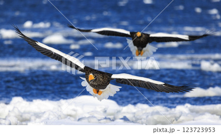 海の王者 流氷の使者 オオワシ 北海道目梨郡羅臼町にて撮影 123723953