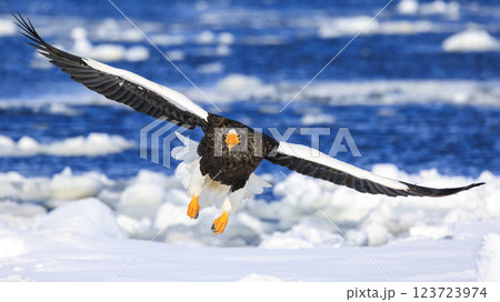 海の王者 流氷の使者 オオワシ 北海道目梨郡羅臼町にて撮影 123723974