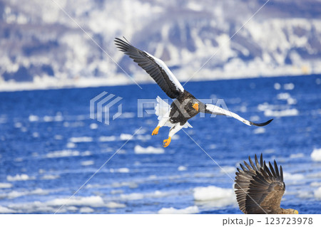 海の王者 流氷の使者 オオワシ 北海道目梨郡羅臼町にて撮影 123723978