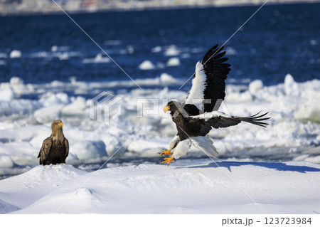 海の王者 流氷の使者 オオワシ 北海道目梨郡羅臼町にて撮影 海の王者 流氷の使者 オオワシ 北海道目梨郡羅臼町にて撮影 123723984