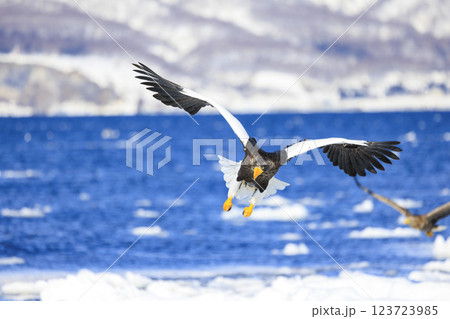 海の王者 流氷の使者 オオワシ 北海道目梨郡羅臼町にて撮影 123723985