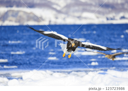 海の王者 流氷の使者 オオワシ 北海道目梨郡羅臼町にて撮影 海の王者 流氷の使者 オオワシ 北海道目梨郡羅臼町にて撮影 123723986