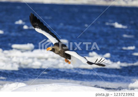 海の王者 流氷の使者 オオワシ 北海道目梨郡羅臼町にて撮影 123723992