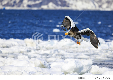 海の王者 流氷の使者 オオワシ 北海道目梨郡羅臼町にて撮影 123723995
