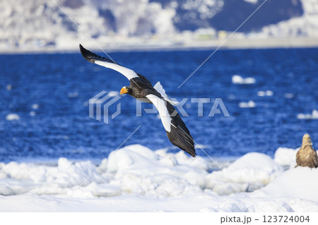 海の王者 流氷の使者 オオワシ 北海道目梨郡羅臼町にて撮影 123724004
