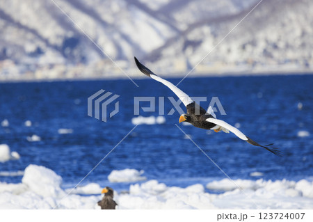 海の王者 流氷の使者 オオワシ 北海道目梨郡羅臼町にて撮影 海の王者 流氷の使者 オオワシ 北海道目梨郡羅臼町にて撮影 123724007
