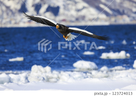 海の王者 流氷の使者 オオワシ 北海道目梨郡羅臼町にて撮影 海の王者 流氷の使者 オオワシ 北海道目梨郡羅臼町にて撮影 123724013
