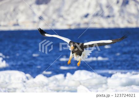 海の王者 流氷の使者 オオワシ 北海道目梨郡羅臼町にて撮影 海の王者 流氷の使者 オオワシ 北海道目梨郡羅臼町にて撮影 123724021