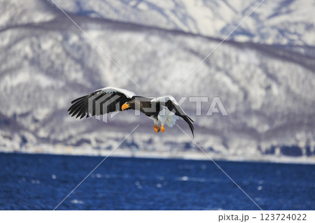 海の王者 流氷の使者 オオワシ 北海道目梨郡羅臼町にて撮影 123724022