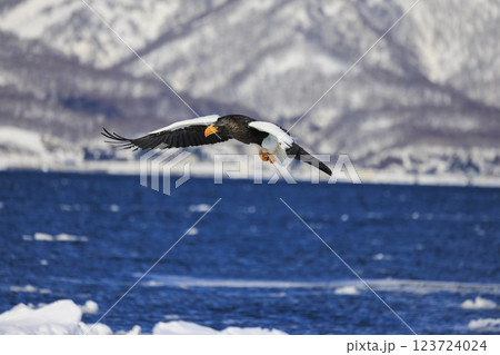 海の王者 流氷の使者 オオワシ 北海道目梨郡羅臼町にて撮影 123724024