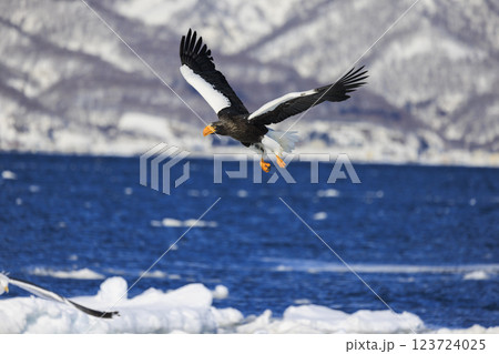 海の王者 流氷の使者 オオワシ 北海道目梨郡羅臼町にて撮影 海の王者 流氷の使者 オオワシ 北海道目梨郡羅臼町にて撮影 123724025