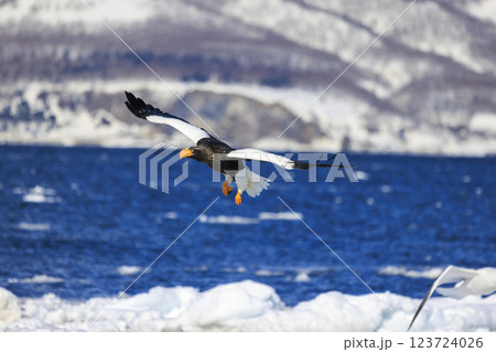 海の王者 流氷の使者 オオワシ 北海道目梨郡羅臼町にて撮影 123724026