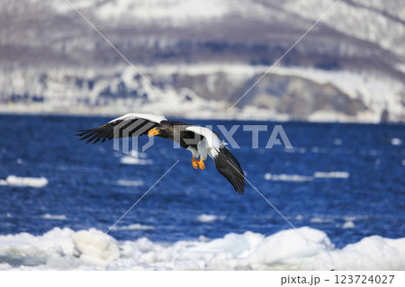 海の王者 流氷の使者 オオワシ 北海道目梨郡羅臼町にて撮影 海の王者 流氷の使者 オオワシ 北海道目梨郡羅臼町にて撮影 123724027