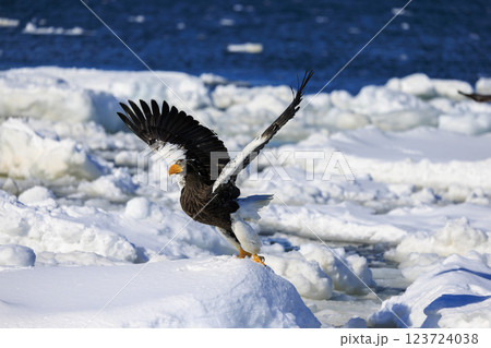 海の王者 流氷の使者 オオワシ 北海道目梨郡羅臼町にて撮影 123724038