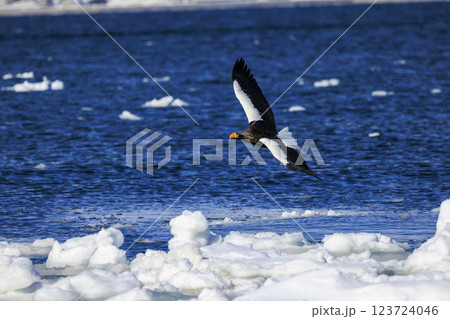 海の王者 流氷の使者 オオワシ 北海道目梨郡羅臼町にて撮影 海の王者 流氷の使者 オオワシ 北海道目梨郡羅臼町にて撮影 123724046