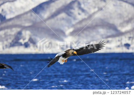 海の王者 流氷の使者 オオワシ 北海道目梨郡羅臼町にて撮影 海の王者 流氷の使者 オオワシ 北海道目梨郡羅臼町にて撮影 123724057