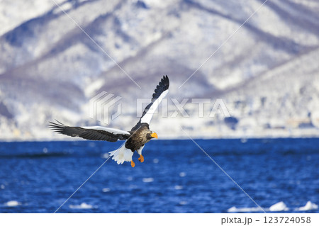 海の王者 流氷の使者 オオワシ 北海道目梨郡羅臼町にて撮影 123724058
