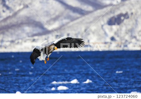 海の王者 流氷の使者 オオワシ 北海道目梨郡羅臼町にて撮影 123724060